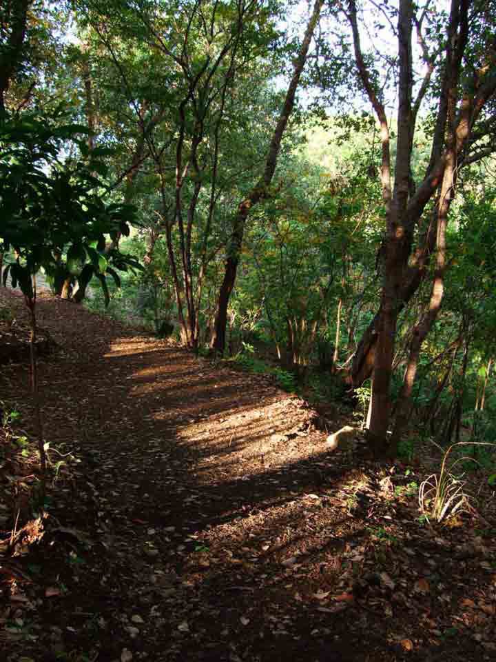 Path4--copy.jpg