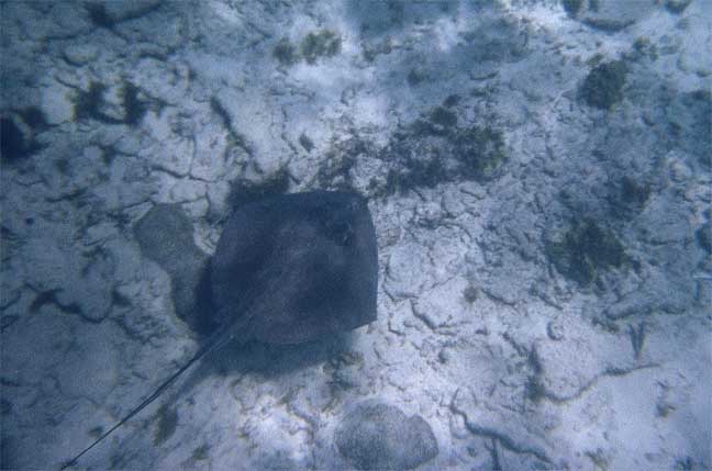 <p style="text-align:center;"><span style="font:12px &#39;Lucida Grande&#39;, LucidaGrande, Verdana, sans-serif; ">Stingray in the Sands</span></p>