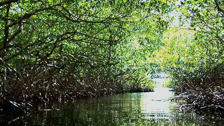 Politilly Mangrove Tunnels 